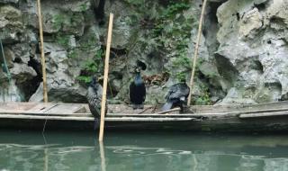 一笑江湖DJ 一笑江湖DJ